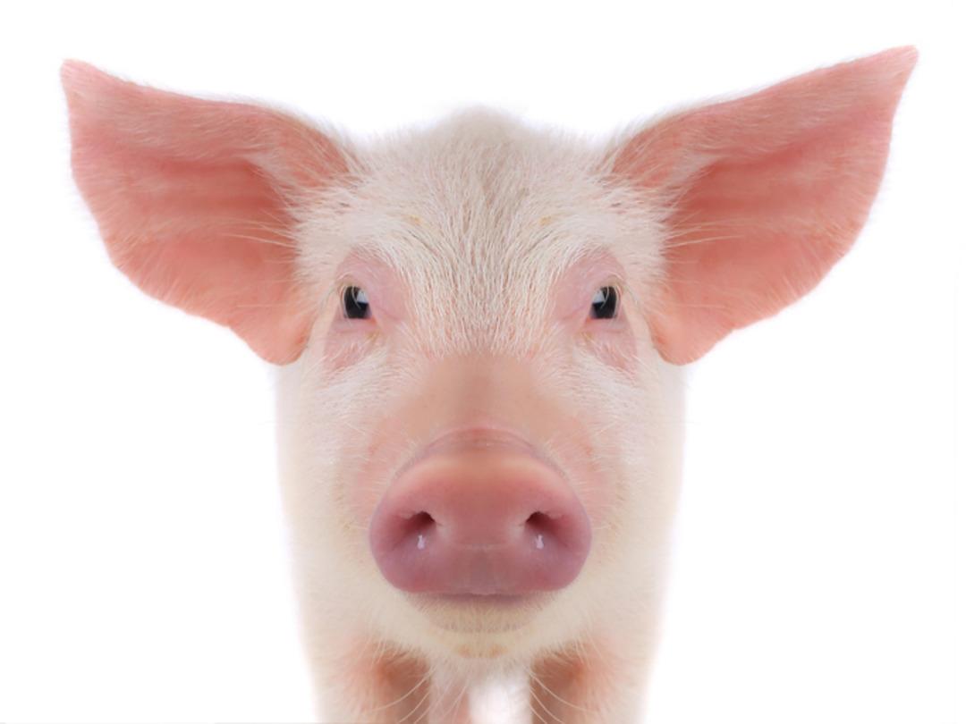 Avladığı hayvanı kesince gözlerine inanamadı: Masmavi çıktı! Gerçek sonradan ortaya çıktı "Sakın tüketmeyin" 4