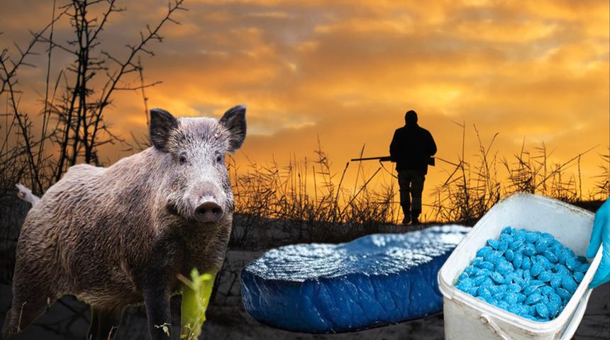 Avladığı hayvanı kesince gözlerine inanamadı: Masmavi çıktı! Gerçek sonradan ortaya çıktı "Sakın tüketmeyin"