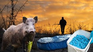 Avladığı hayvanı kesince gözlerine inanamadı: Masmavi çıktı! Gerçek sonradan ortaya çıktı Sakın tüketmeyin