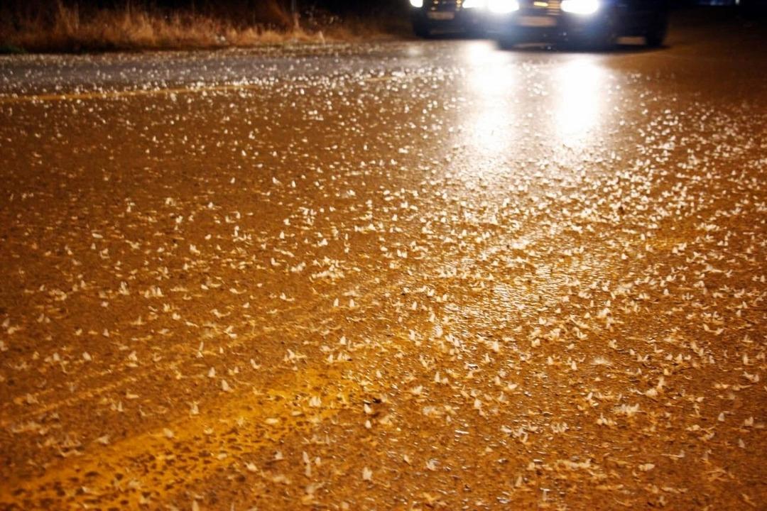 Görenler yaz günü kar yağıyor sandı! Milyonlarcası yere düşüp öldü 2