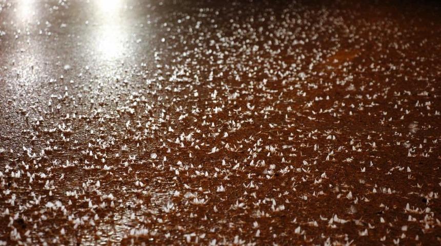 G&ouml;renler yaz g&uuml;n&uuml; kar yağıyor sandı! Milyonlarcası yere d&uuml;ş&uuml;p &ouml;ld&uuml;