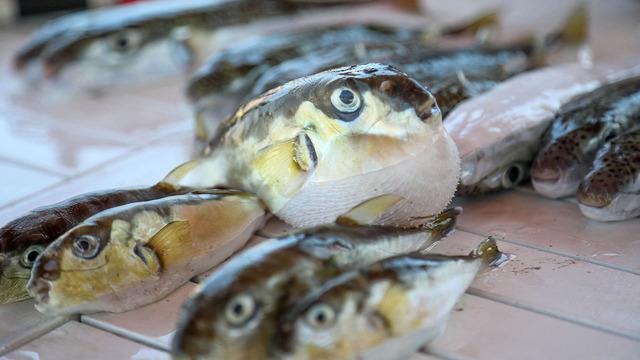 İnsan sağlığı için ciddi risk: Akdeniz'de sayıları hızla artıyor! 'Karadeniz'e yayılmaları olası'