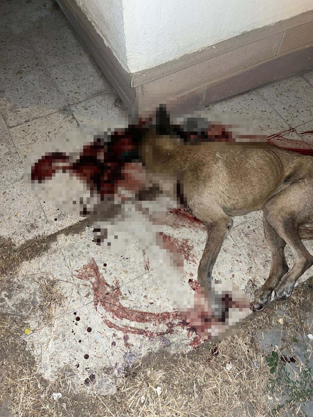 Ankara da kan donduran olay: Polis kendisine saldırdığını iddia ettiği sokak köpeğini tabancayla öldürdü! 2