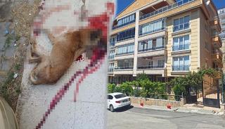 Polis sokak köpeğini tabancayla öldürdü! 'Acı acı bağırdı'
