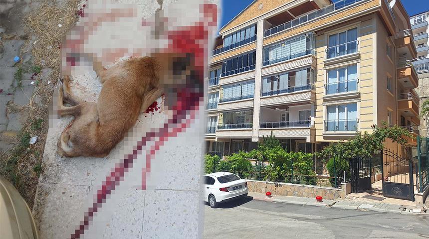 Ankara'da kan donduran olay: Polis kendisine saldırdığını iddia ettiği sokak köpeğini tabancayla öldürdü!