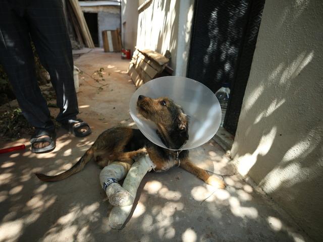 Balıkesir depreminde yaralanan köpek tedavi edildi