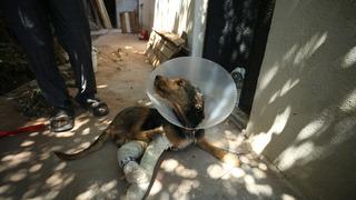 Balıkesir depreminde yaralanan köpek tedavi edildi