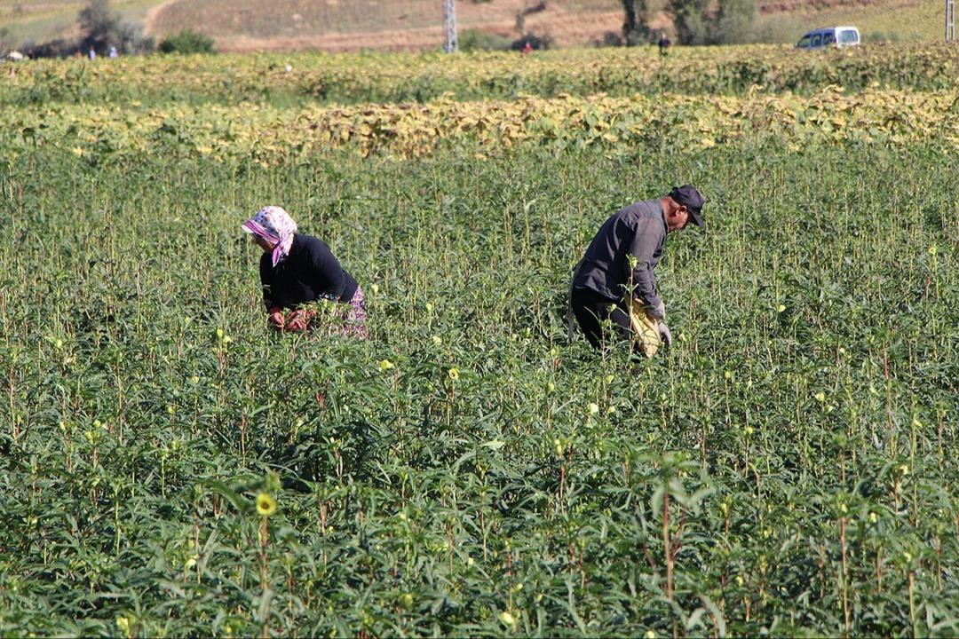 Her bamya Türk değil! Afrika dan taklit çıktı, arada çok fark var 2