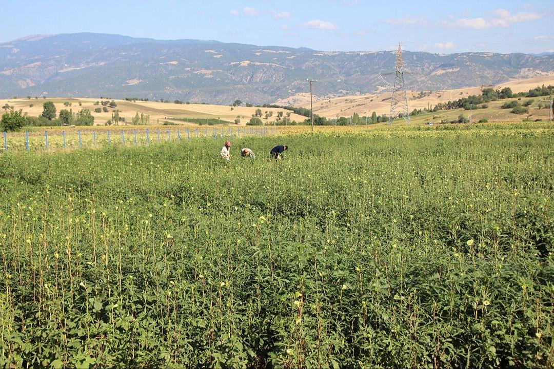 Her bamya Türk değil! Afrika dan taklit çıktı, arada çok fark var 3