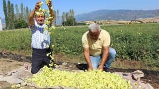 Her bamya Türk değil! Afrika'dan taklit çıktı, arada çok fark var