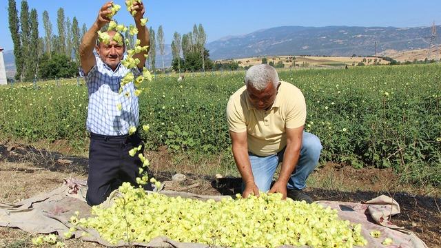 Her bamya Türk değil! Afrika'dan taklit çıktı, arada çok fark var