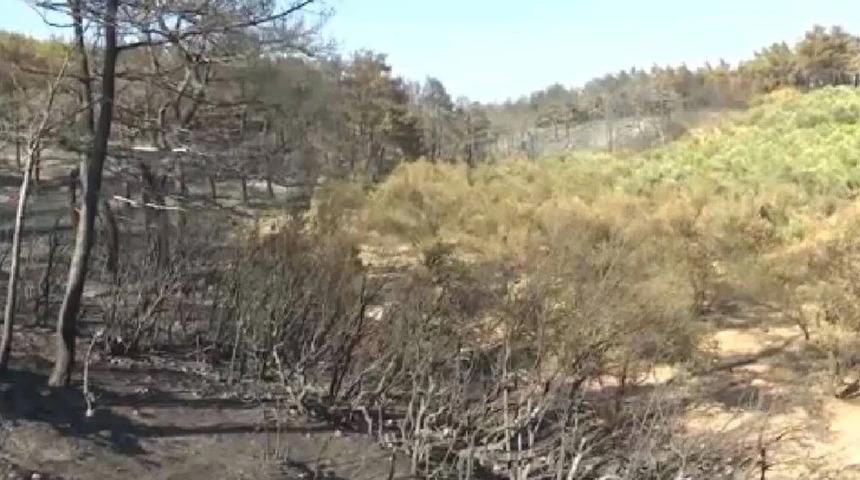 Çanakkale'de şaşırtan görüntü! Sadece orası yanmadı