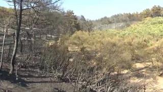 Çanakkale'de şaşırtan görüntü! Sadece orası yanmadı