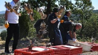 Tavşanlı’da 300 kınalı keklik doğaya salındı