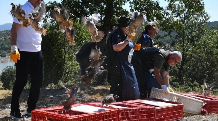 Tavşanlı’da 300 kınalı keklik doğaya salındı