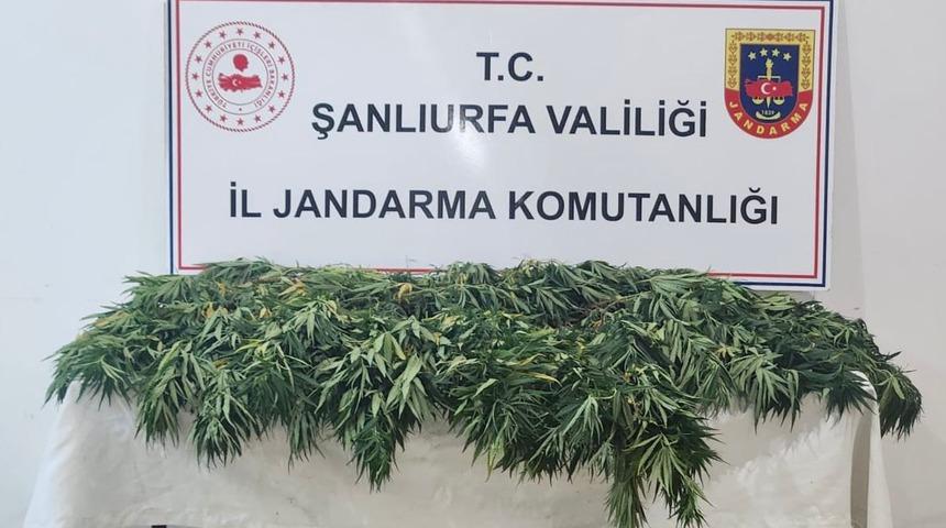 Şanlıurfa'da uyuşturucu operasyonu! 2 şüpheli yakalandı