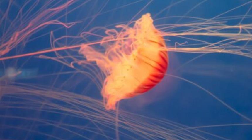 Fransa'da nükleer denizanası alarmı