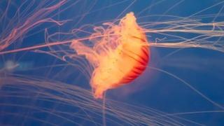 Fransa'da nükleer denizanası alarmı