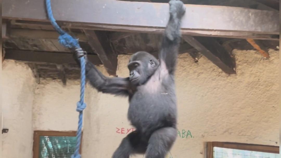 Goril  Zeytin in ülkesine dönmesi için hazırlıklar başladı 1