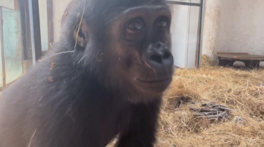 Goril 'Zeytin'in ülkesine dönmesi için hazırlıklar başladı