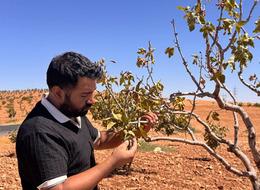 Şanlıurfa’da fıstık bahçelerini bekleyen büyük tehlike: Fitoplazma