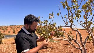 Şanlıurfa’da fıstık bahçelerini bekleyen büyük tehlike: Fitoplazma