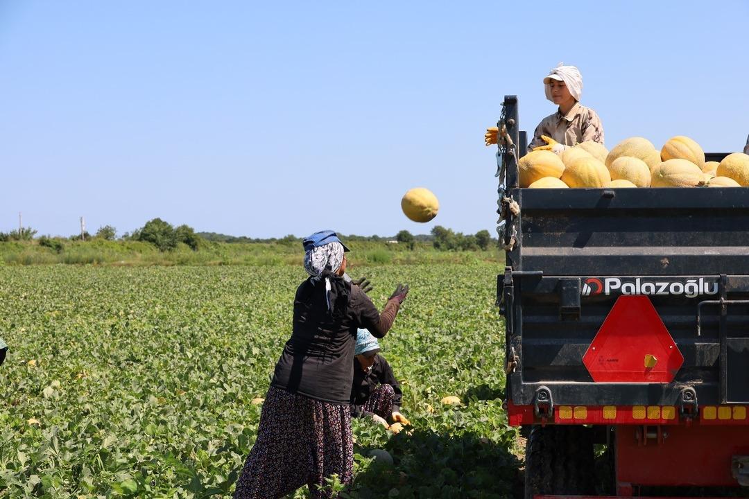  Geçen yıl para kazanan üretimi artırıyor  Planlama eksikliği fiyatları vurdu 2