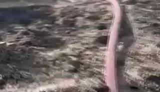 Anız yangınında alevler ormana sıçradı
