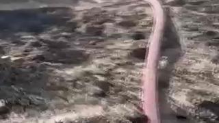 Anız yangınında alevler ormana sıçradı