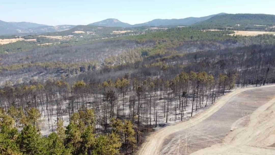 Bolu’daki orman yangınıyla ilgili 1 kişi tutuklandı 1