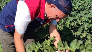 Didim’de zararlı yoğunluğuna rastlanmadı