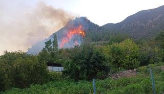 Hatay'da orman yangını