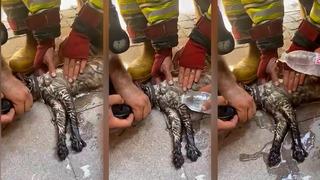 Manisa'da yürek ısıtan görüntüler! İtfaiye ekipleri kalp masajı yaparak kediyi kurtardı