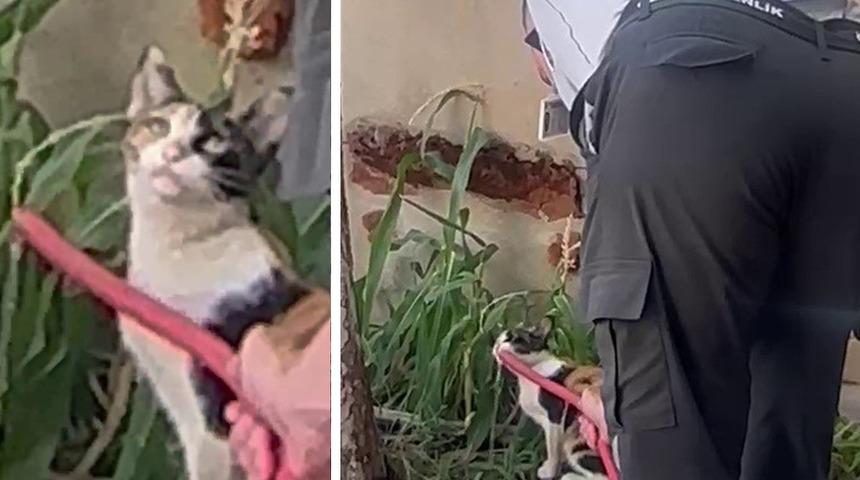 Siirt’te sıcaktan bitkin düşen kediye güvenlik görevlisi can suyu oldu