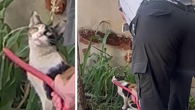 Siirt’te sıcaktan bitkin düşen kediye güvenlik görevlisi can suyu oldu