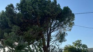 Rüzgarın etkisiyle kopan elektrik telleri yangına neden oldu