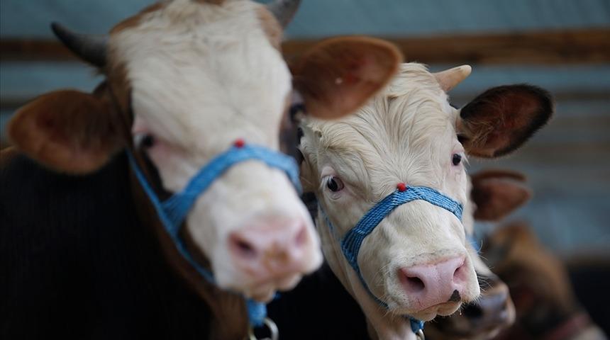 DMM, "şap hastalığının hızla yayıldığı ve ekonomik kayba yol açtığı" iddialarını yalanladı