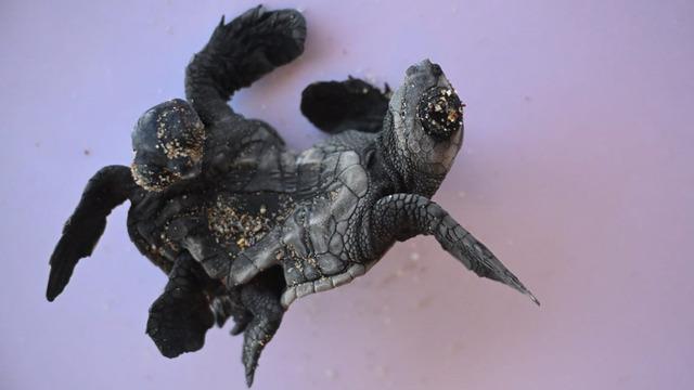 Dünyada çok az rastlanan olay: Türkiye'de ilk kez görüldü!