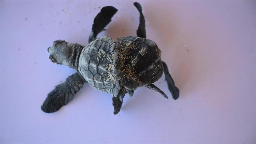 Dünyada çok az rastlanan olay: Türkiye de ilk kez görüldü! 1