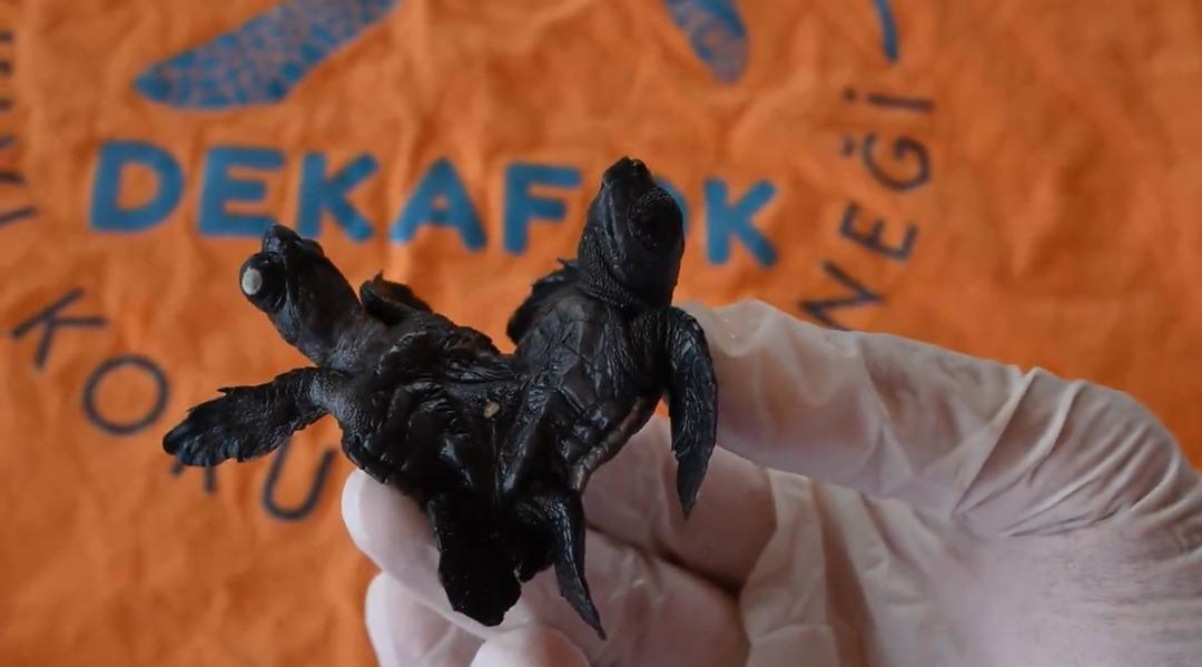 Dünyada çok az rastlanan olay: Türkiye de ilk kez görüldü! 3