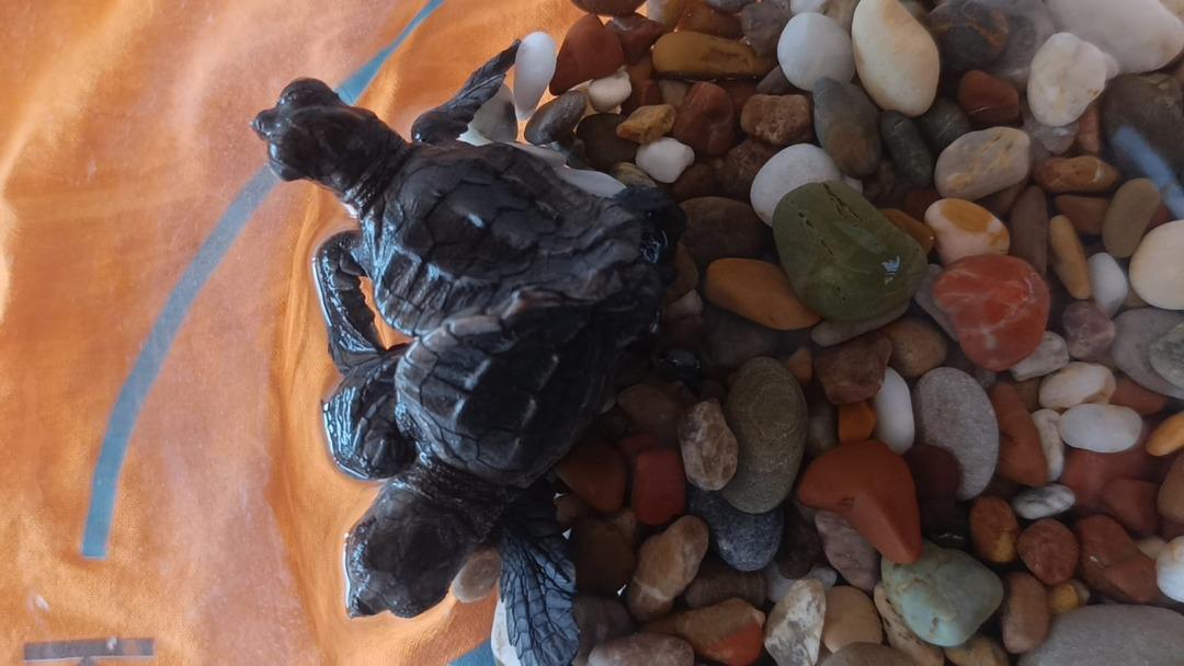 Dünyada çok az rastlanan olay: Türkiye de ilk kez görüldü! 4