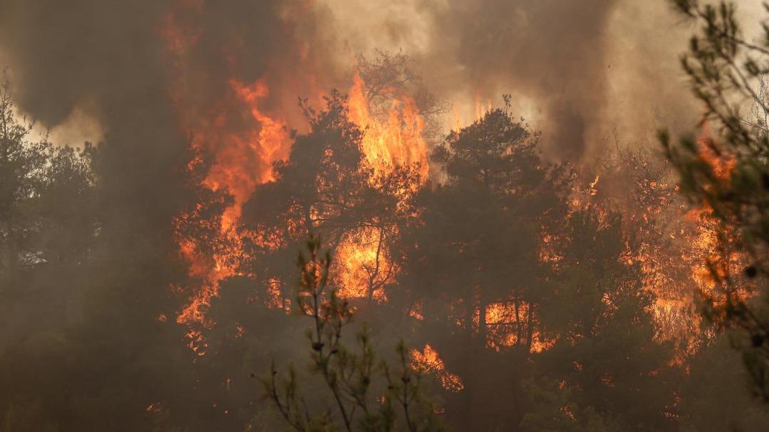 Bakan Yumaklı canlı yayında açıkladı! Orman yangınlarının yüzde 96 sı insan kaynaklı... Av yasağı geliyor 1