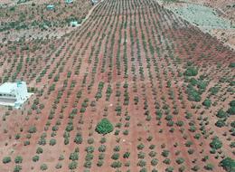 Getirisini duyan ona yöneliyor! Fiyatı 700 TL 'Gelecek sene...'