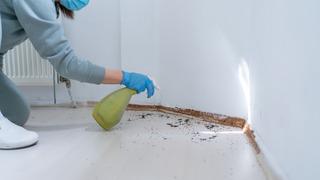 20 yıl önce gelip yerleşti! O şehir ayağa kalktı! İstilaya karşı alarma geçtiler