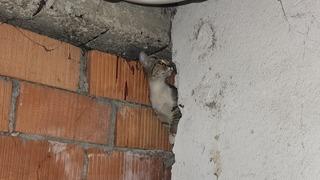 Anne kedi ve 4 yavrusu sıkıştıkları yerden kurtarıldı