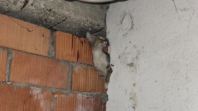 Anne kedi ve 4 yavrusu sıkıştıkları yerden kurtarıldı