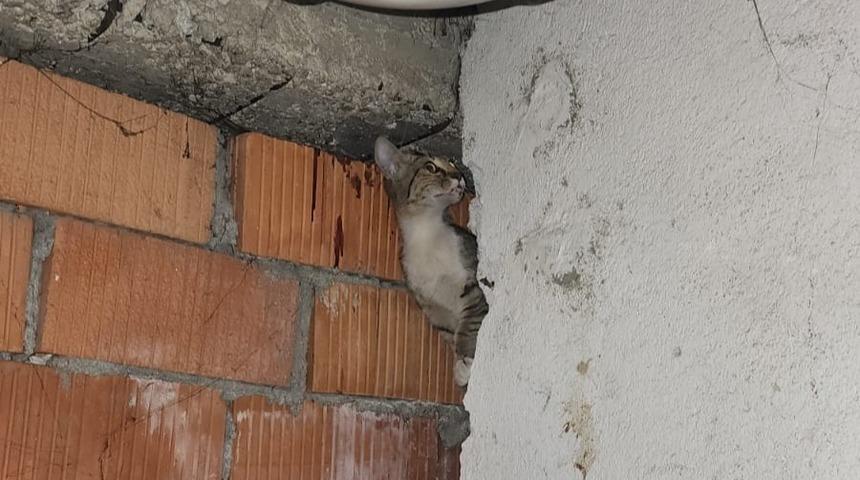 Anne kedi ve 4 yavrusu sıkıştıkları yerden kurtarıldı