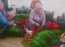 Su sorunu çiftçileri alternatif ürüne yöneltti