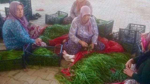 Su sorunu çiftçileri alternatif ürüne yöneltti