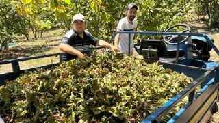 Günlük 7 bin TL'ye çıkarak rekor kırdı! 